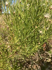 Baccharis angustifolia