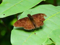 Telegonus