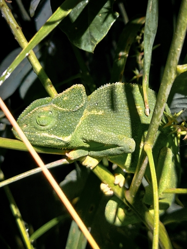 Indian chameleon, Chamaeleo zeylanicus