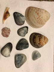 Noetia ponderosa
