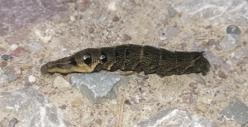 Deilephila elpenor