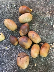 Quercus