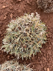 Astragalus simplicifolius
