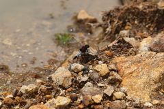 Erythrodiplax abjecta