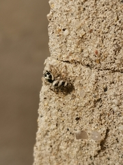 Salticus scenicus
