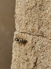 Salticus scenicus