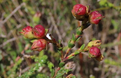 Stylapterus fruticulosus