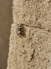 Salticus scenicus