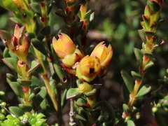 Stylapterus fruticulosus