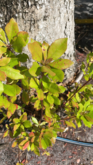 Magnoliopsida