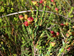 Stylapterus fruticulosus