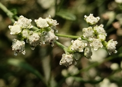 Parthenium hysterophorus