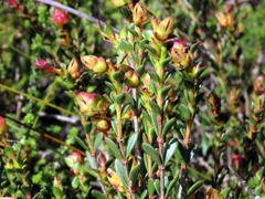 Stylapterus fruticulosus