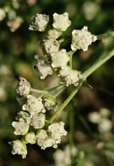 Parthenium hysterophorus