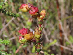 Stylapterus fruticulosus