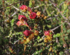 Stylapterus fruticulosus