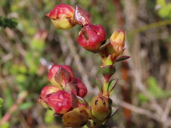 Stylapterus fruticulosus