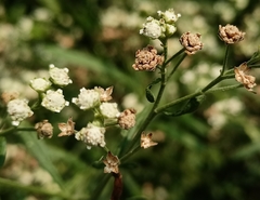 Parthenium hysterophorus