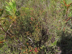 Stylapterus fruticulosus