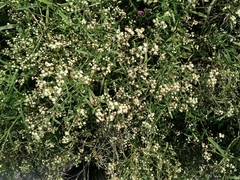 Parthenium hysterophorus