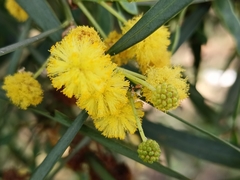 Acacia
