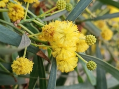 Acacia