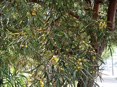 Acacia