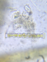 Pleurotaenium nodosum