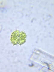 Staurastrum cornutum