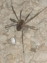 Mitopus morio