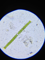 Pleurotaenium nodosum