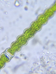 Pleurotaenium nodosum