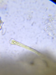 Actinella punctata