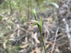 Calochilus robertsonii