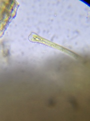 Actinella punctata