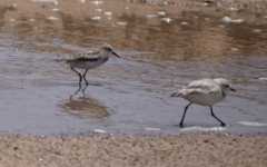 Calidris minuta