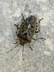 Rhaphigaster nebulosa