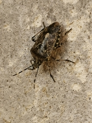 Rhaphigaster nebulosa