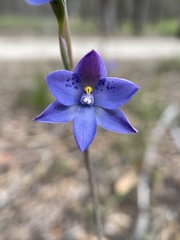 Thelymitra × truncata