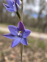 Thelymitra × truncata