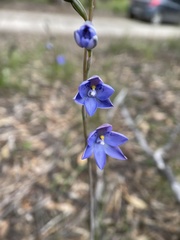 Thelymitra × truncata