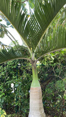 Arecaceae