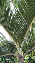 Arecaceae