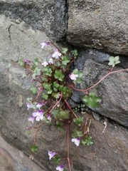 Cymbalaria muralis