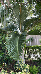 Arecaceae