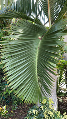 Arecaceae