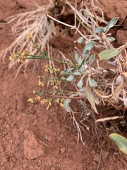 Eriogonum brevicaule