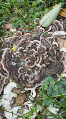 Trametes versicolor