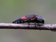 Acmaeodera stictipennis