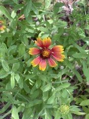 Gaillardia